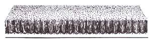 Cut pile carpet 