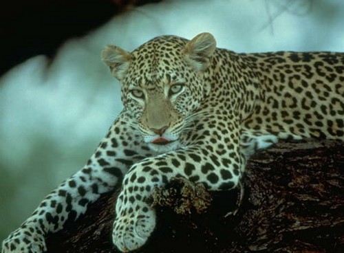 Leopard wild life