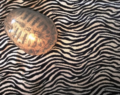Zebra print axminster carpet - Pattern zebra B Axminster carpet 80% wool / 20% nylon - 4m width