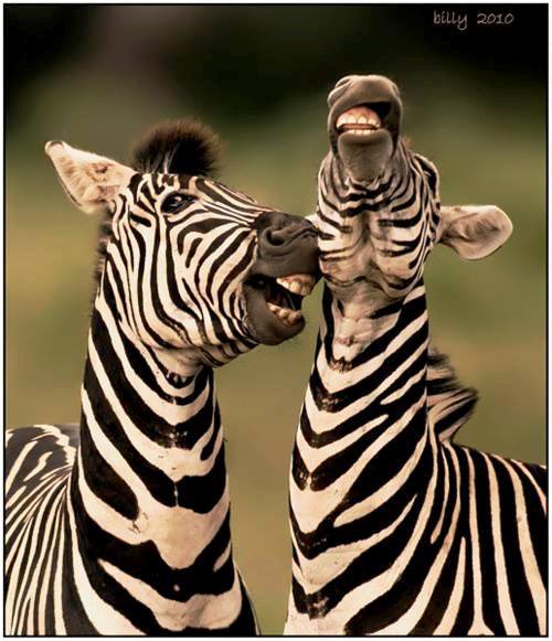 Happy Zebras !!